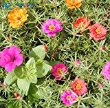 2015 heiße Verkaufs-Bonsai Blumensamen Sonnenblumensamen Portulakröschen Portulak 200 Pfingstrose Spargel