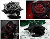 2016 100 seltene Rosensamen Black Rose Blume mit rotem Rand Rare Rose Blumen Seeds.For Gartenbonsai Einpflanzen Mix Farben