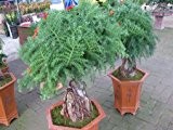 2016 50 Araucaria Samen Samen Blattpflanzen Baumsamen Pflanzen im Freien Refreshing Bonsai 49%