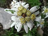 2016 Echt Seltene Endangered Jadewein 'Strongylodon Macrobotrys' Blumensamen, Profi-Pack, 10 Samen / Fragrant Perennial