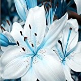 2016 heißen Lippen Blumen 200pcs Töpfe Pflanzer Psychotria Elata Blume Lippen Samen wie sexy Bonsai Pflanzen Samen für Heim & ...