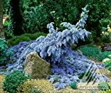 2016 heißen Verkauf Klettern blau Fichtensamen Evergreen Colorado Bonsai Samen für Heim & Garten Pflanze Baum-Samen-100