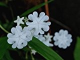 2016 Heißer Verkauf Bonsai DIY Ceropegia huberi Samen 200pcs Blumen Samen der Welt Seltene Blumen-Garten & Heim Bonsai