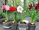 2016 Hippeastrum Zwiebeln Bonsai amaryllis Samen barbados Lilie DIY Hausgarten Lilie eingetopft Samen Bonsai Balkonblume 100pcs / bag