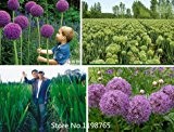 2016 Hot 100 Lila Riesen-Lauch Giganteum Samen Schöne Blumensamen Gartenpflanze der angehende Rate 95% seltene Blume für Kind
