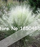 2016 Neu! 100pcs / Muhly Grassamen, seltene Pflanze Hausgärten Ziergrassamen, Muhly Grass Hairawn Golf Pampas Grass