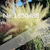 2016 Neu! 100pcs / Muhly Grassamen, seltene Pflanze Hausgärten Ziergrassamen, Muhly Grass Hairawn Golf Pampas Grass