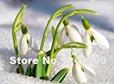 2016 Neu! Freies Verschiffen Galanthus nivalis Samen 200PCS Schneeglöckchen Blumensamen Schöner Garten Einfrieren Pflanzen Bonsai balc