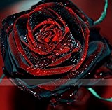2016 neue 50 Rote und schwarze Rosen-Samen, seltene Farbe, reiches Aroma, DIY Hausgarten Rose Pflanze verrückt Promotion-S0101