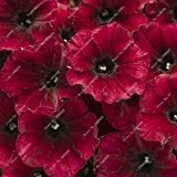 2016 neue Berserker Special Promotion Balkon Pot seltene rote Weiße Petunie Blumensamen Blütenpflanzen 50 Partikel / lot