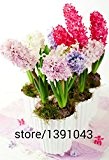 2016 neue Gartenhyazinthe Samen, billige Hyacinth Samen, Hyazinthen in Töpfen gewachsenen Samen, Bonsai Balkon Blumensamen für Hausgarten