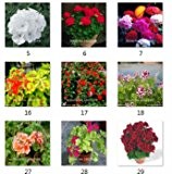 2016 New Geranie Samen Gartenpflanze Bonsai-Samen-100pcs Sorten Interesse Blumensamen Staudenevergreen