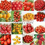 2016 Promotion Neue Outdoor-Pflanzen Garten Tomatensamen Mini Topf Bonsai Balkon Obst Gemüse Samen 100pcs