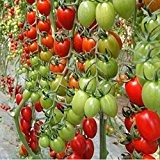 2016 Promotion Neue Outdoor-Pflanzen Garten Tomatensamen Mini Topf Bonsai Balkon Obst Gemüse Samen 100pcs