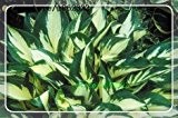 2016 Sementes Blumensamen 50pcs Hosta Samen Feuer und Eis Schatten Stauden Plantain-Blumen-Bonsais-Hausgarten Bodendecker-Plan