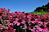20PC Import Echinacea Blumensamen. White Swan Echinacea, Garten, Park, Straße Landschaftsbau, Pflanzensamen