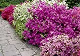 20pcs / bag Japanische Azalee Samen, Rhododendron Azalee, Blumensamen Baumsamen decken Blume 15 Farben DIY Pflanze Hausgarten Bonsai