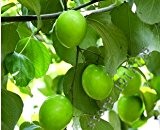 20pcs / bag Jujube Baum Samen "Zizyphus mauritiana" seltene tropische Bio-Fruchtsamen in Bonsai, Heimgartenpflanze Obstbaumsamen