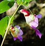 20pcs China Rare Parrot Orchid Blumensamen der Welt Seltene High Grade Bonsai asiatischen Samen Garten Heim Samen Semillas Loro Flores