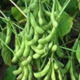20pcs GemŸse Edamame Seeds Garten GrŸn Soybean einjŠhriges Kraut