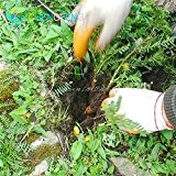 20pcs Kräuter Astragalus Samen Japan Ginseng Samen Bonsaipflanzen Kleiner Baum Blume hohe Nährstoff Herb Roots Neu für Heim & Garten
