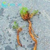 20pcs Kräuter Astragalus Samen Japan Ginseng Samen Bonsaipflanzen Kleiner Baum Blume hohe Nährstoff Herb Roots Neu für Heim & Garten