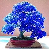 20pcs Lila blauer Geist japanischen Ahornbaum, (Acer Palatum), Bonsai-Blumensamen, Baumsamen, Topfpflanze für Heim & Garten