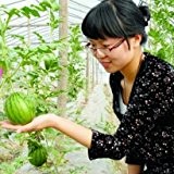 20pcs Mini-Wassermelone Samen Gemüse Früchte und Samen Wassermelone skgs essbaren Balkon Bonsai