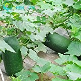 20pcs Super große Winter-Melone-Samen-China High Yield Waxgourd Riesen Winter-Melone Gemüse Pflanzensamen Gartenpflanze Kostenloser Versand