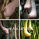 20pcs Vietnam Milch Samen Gemüse und Fruchtsamen Melonensamen als Brust einer Frau Samen Bonsai Pflanzen für Haus & Garten