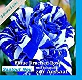20x Blaue Drachen Rose weiß blaue Streifen Saatgut Blumensamen Samen Pflanze Rarität Garten Blumen Rosen Neuheit #112