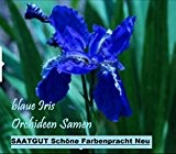 20x Blaue Iris Orchideen Samen Blume Blumensamen Pflanze Saatgut Rarität Garten innen und außen Neuheit #61