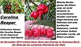 20x Carolina Reaper Chili Samen Hybrid Capsicum Pflanze Garten schärfste Chili Sorte #240