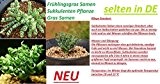 20x Frühlingsgras Samen Sukkulenten Gras Pflanze Neu selten in De #242