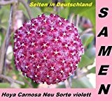 20x Hoya Carnosa Violett Neue Sorte Blumensamen Mehrjährige Zimmerpflanze Neu Sorte #223
