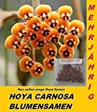 20x Hoya Samen Hoya Carnosa Blumensamen Mehrjährige Zimmerpflanze Neu Sorte #217