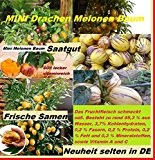 20x Mini Ch. Drachen Melonen Baum Hingucker Pflanze Rarität Obst Neu 2016 #164