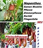 20x Nepenthes Samen Moskito Pflanze Zimmerpflanze Rarität Fliegenfalle Samen Hingucker Pflanze Rarität #236