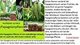 20x Papageienpflanze Asclepias syriaca Blumen Papagei Samen Pflanze Rarität Garten #258