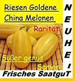 20x Riesen Goldene China Melonen Samen Hingucker Pflanze Melone Rarität Neu Garten #177