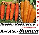 20x Riesen Russische Karotten Möhren Samen Neuheit Gemüse Garten #278