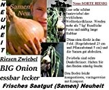 20x Riesen Zwiebel BIG ONION Samen Hingucker Saatgut Pflanze Garten Neu essbar GROß Gemüse #70