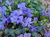 24 x Blaues Immergrün - Vinca minor - schöner Bodendecker von Native Plants