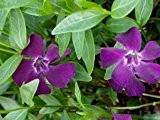 24 x Violettes Immergrün - Vinca minor 'Rubra' - Bodendecker