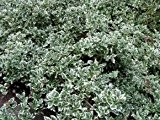 24 x Weißbunte Kriechspindeln - z.B. für die Grabbepflanzung, immergrün