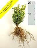25 Buchsbaum Pflanzen 15-20cm + gratis Dünger. Zertifiziert mit dem TOPBUXUS ECO-PLANT-Label. Gezüchtet ohne Gift.