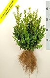 25 Buchsbaum Pflanzen 35-40cm + gratis Dünger. Zertifiziert mit dem TOPBUXUS ECO-PLANT-Label. Gezüchtet ohne Gift.