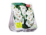 25 Knollen Gladiolus White Prosperity / Gladiolen / Blumenzwiebel