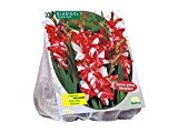 25 Knollen Gladiolus Zizanie / Gladiolen / Blumenzwiebel