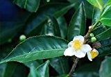 25 Samen Camellia sinensis, Teestrauch, Teepflanze, echter grüner / Schwarzer Tee